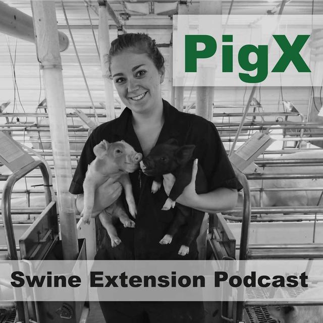 PigX - podcast cover