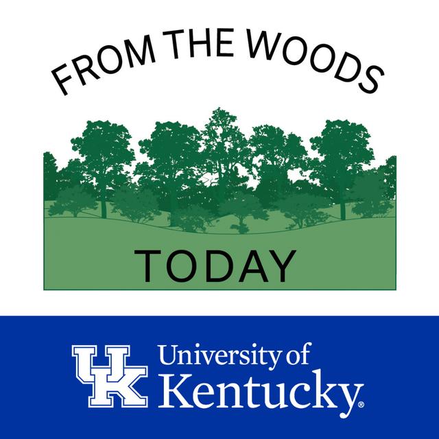 From the Woods Today - podcast cover