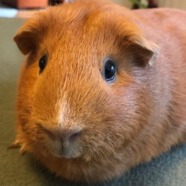 Guinea Pig Wheekly - podcast cover