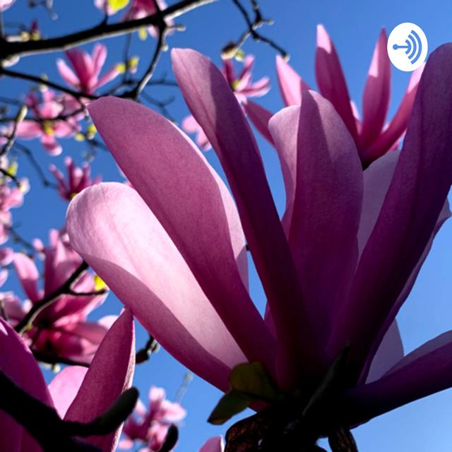 Confidence! with Lucinda Atwood - podcast cover