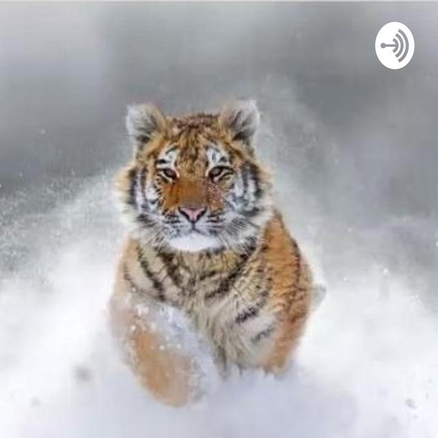 Alexander Elias - podcast cover