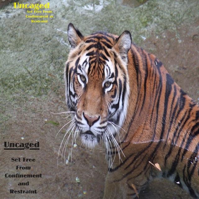Uncaged - podcast cover
