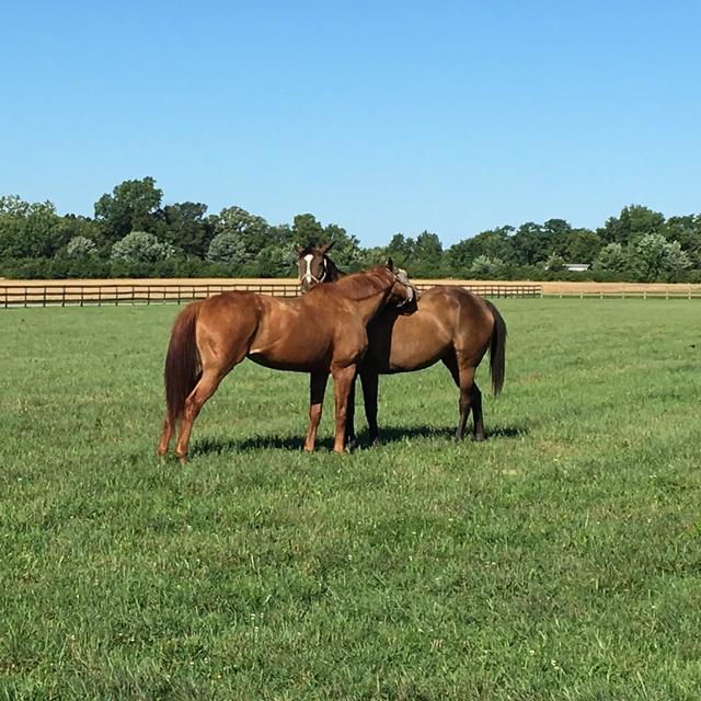 Conversations in Equine Science - podcast cover