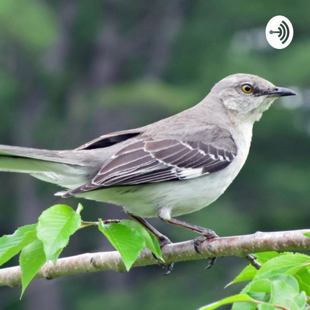 To Kill a Mockingbird Poem-By: Mia Demirdal and Madison Landers - podcast cover