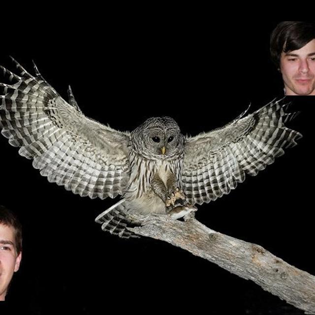 Owls and Pals - podcast cover