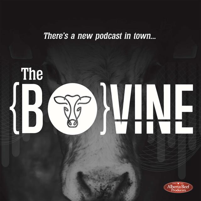 The Bovine by Alberta Beef Producers - podcast cover