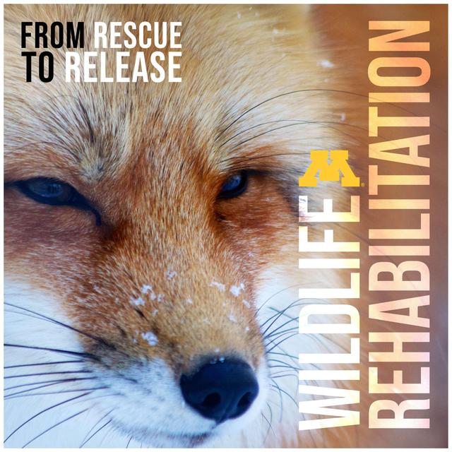 Wildlife Rehabilitation: From Rescue to Release - podcast cover