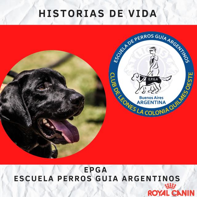 Escuela Perros Guia Argentinos - podcast cover