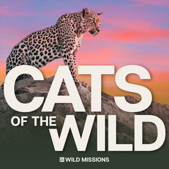 Cats of the Wild - podcast cover