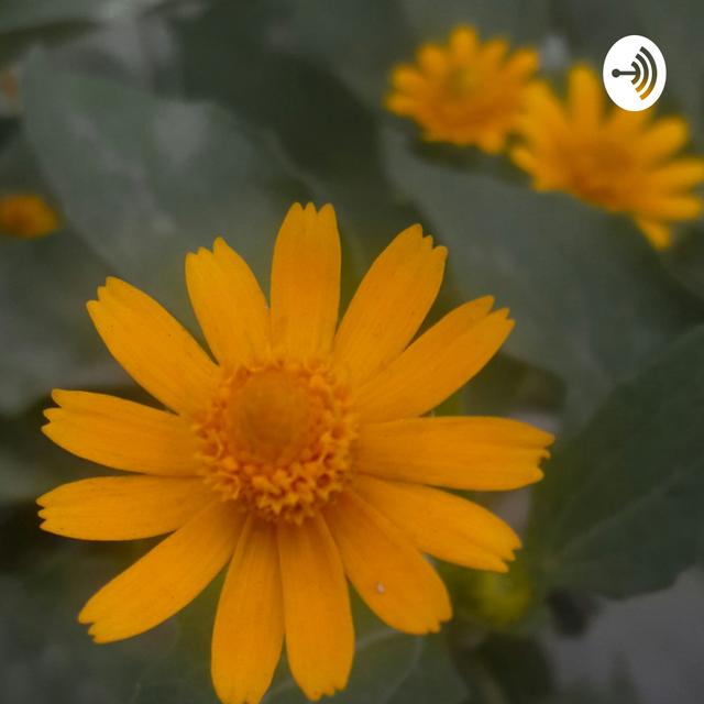 Siha - podcast cover