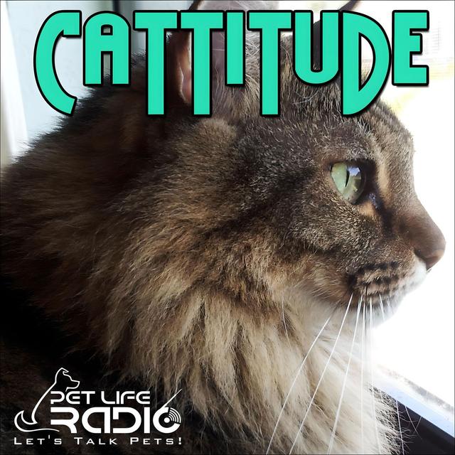 Cattitude -  The #1 Cat Podcast - podcast cover